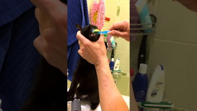 Котенок чистит зубы зубной щёткой. Прикол. Kitty brushes his teeth смотреть онлайн