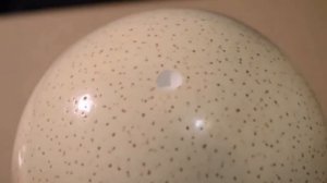 Гомункул из страусиного яйца! Гомункул из страуса!