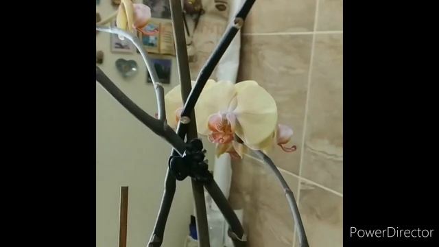 Орха Мармеладное дерево и чистый четверг. смотреть онлайн