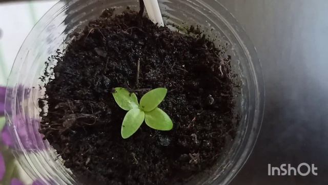 Эустома из семян #эустома #семена #цветынаподоконнике 10.10.22