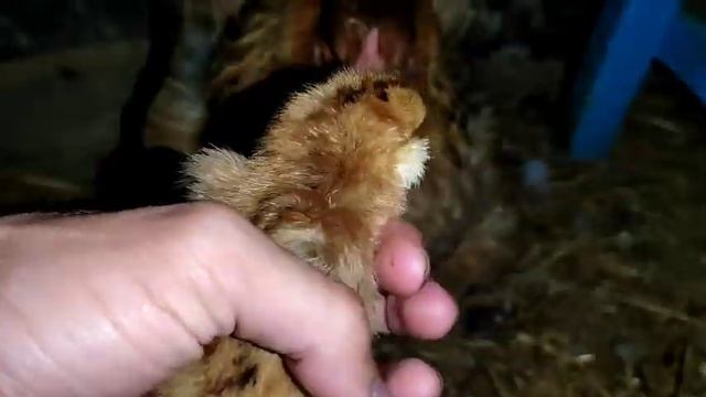 Очередной вывод цыплят / Квочка и цыплята / Скоро будут ещё цыплята / Хохлатые и бородатые цыплята