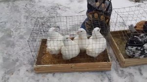 Цены, хорошие голуби, прекрасная организация. Выставка-ярмарка голубей в Красном Луче ЛНР.