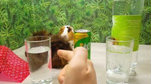 Отгадываем ДЕШЕВЫЕ vs ДОРОГИЕ продукты - ЭТО Шокировало Бузю -  Дорого Против Дешево Челлендж!