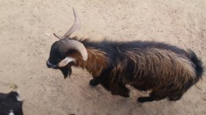 Козел ухаживает. Зоопарк Фельдмана 2013.06.13