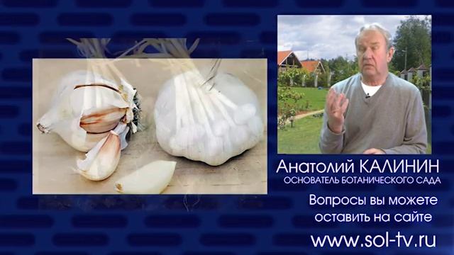 Анатолий Калинин Как хранить чеснок смотреть онлайн
