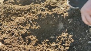 реанимация роз, посадка гладиолусов #розы #гладиолусы