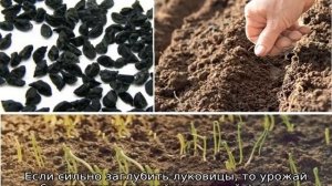 Лук Семко Золотистый