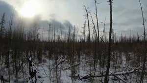 Охота на лося во время гона с лайками