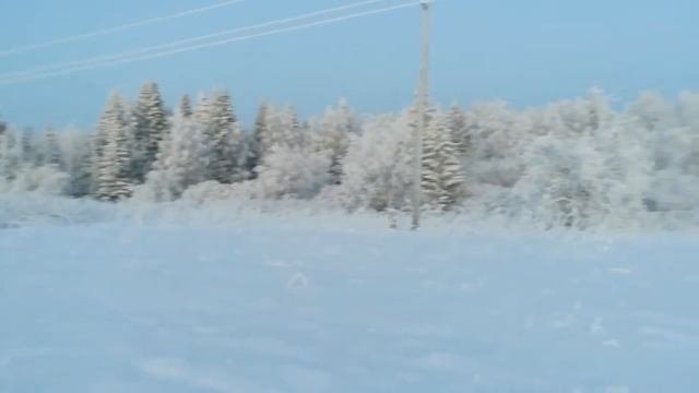 Лес, Север, Архангельск, Архангельская область, Холмогорский район