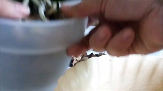 Пересадка орхидеи МАстерпис легко и быстро))) смотреть онлайн