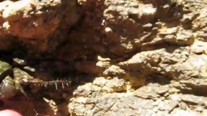 КРАБЫ БЕГУТ ПО БЕРЕГУ. ЭГЕЙСКОЕ МОРЕ