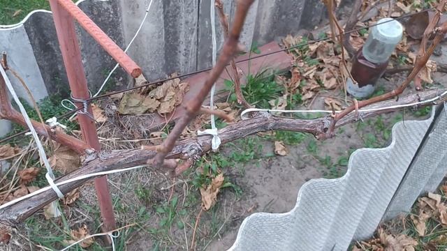 Виноград Рошфор. Обрезка на рожки и продолжаю спасать куст дальше.