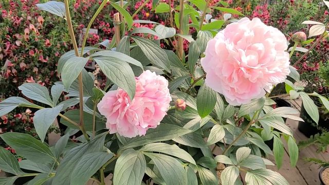 Paeonia 'Sarah Bernhardt' (Peony) // Fabulous ⭐Very PRETTY, Large Flowers, Year after Year! смотреть онлайн