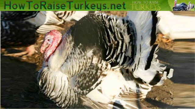 Royal Palm Turkey - Raise Turkeys Fast Start Guide смотреть онлайн