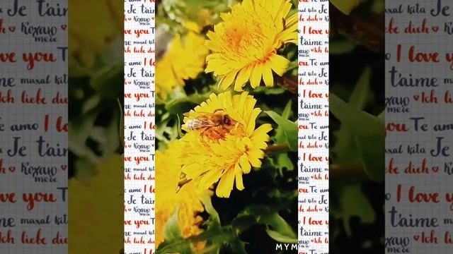 Релакс Природа России. Пчёлы, пчёлы, дикие пчёлы в нижегородской области смотреть онлайн