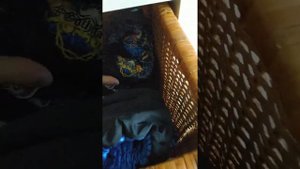 Что нужно щенку породы Кавалер Кинг Чарльз Спаниель 🥑