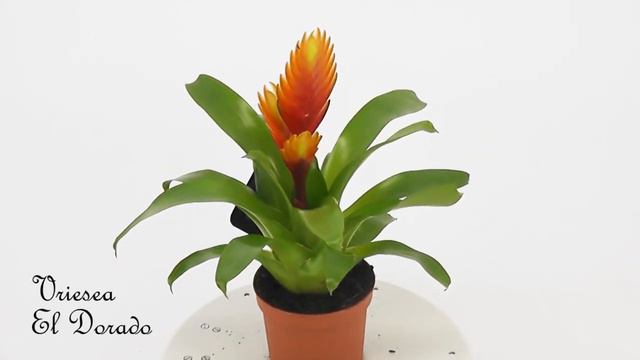 Vriesea El Dorado смотреть онлайн