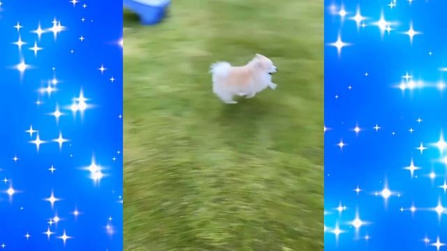 Татьяна Волосожар вышла на прогулку с двумя детьми смотреть онлайн