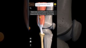 двуглавая мышца бедра/иннервация. действия. происхождение. вставка.