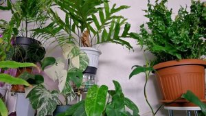 Полный Обзор Растений в Спальне/СТЕНА МЕЧТЫ