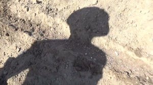 Посадка картофеля, 26 мая 2024 г.