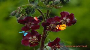 Герань тёмная Самобор (geranium samobor) ? герань Самобор обзор: как сажать саженцы герани Самобор