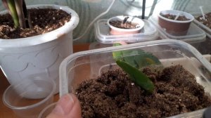 Размножайте замиокулькас с помощью фитильного полива,стимуляторов и удобрений.Побеги полезут быстро