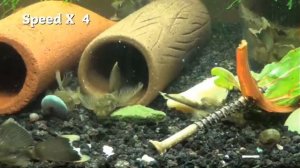 Repashy Feeding Time - Green Dragon ancistrus