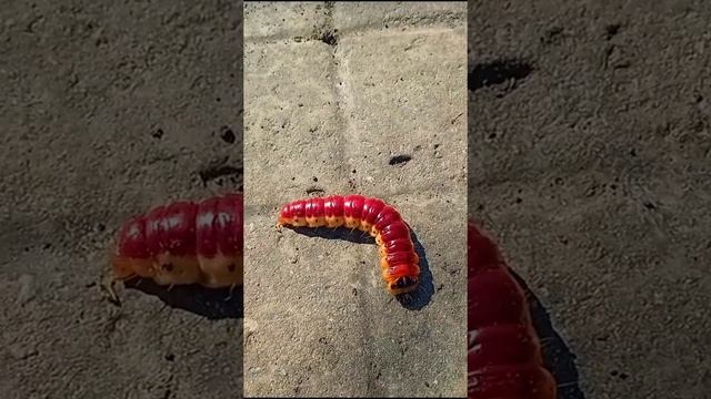 гусеница бабочки древоточец пахучий??butterfly caterpillar odoriferous woodworm