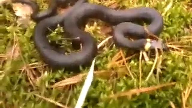 змея смотреть онлайн