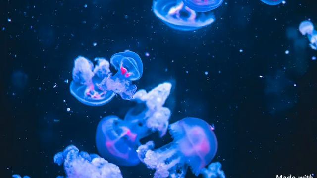 VOLTAIRE, Candido o l'ottimismo 2 смотреть онлайн