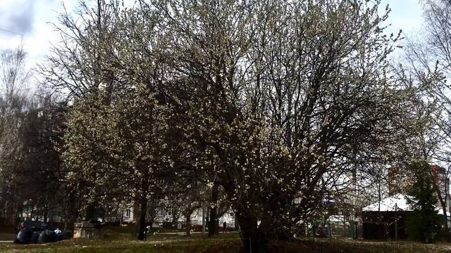 Кочуровский парк. Начало цветения, апрель - город Киров.