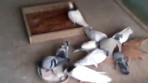 Голуби Гривуны, Чехи, Лениноканы, Венгры желтые, Вольские