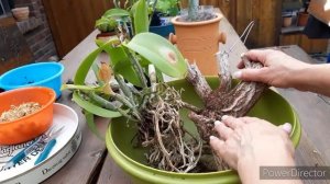 ОРХИДЕИ. Каттлея пересадка  из камней на блок. Какие корни орхидеи в этом субстрате.