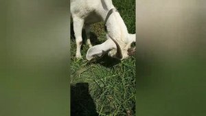 Мыть козу или не мыть?? НЕ МЫТЬ! 100%