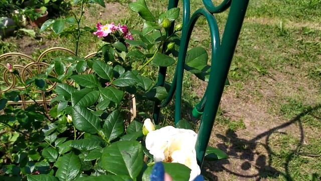 Мои новинки, плетистые розы "Брауни", "Перпл Сплэш", и "Айсберг". смотреть онлайн