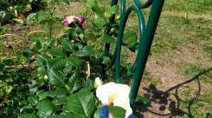 Мои новинки, плетистые розы "Брауни", "Перпл Сплэш", и "Айсберг".