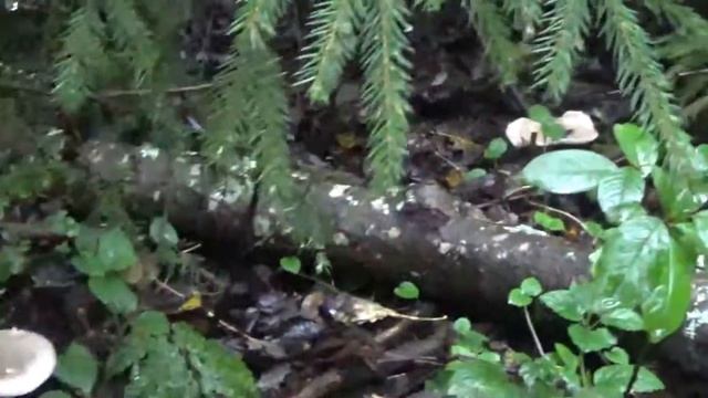 Рядовки дымчатые. Популярные съедобные грибы. Как распознать. смотреть онлайн