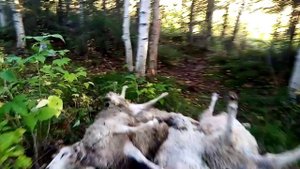 Установил петли на волка у привады!