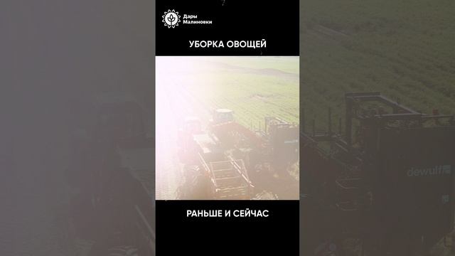 Романтика школьных и студенческих уборочных осталась в прошлом