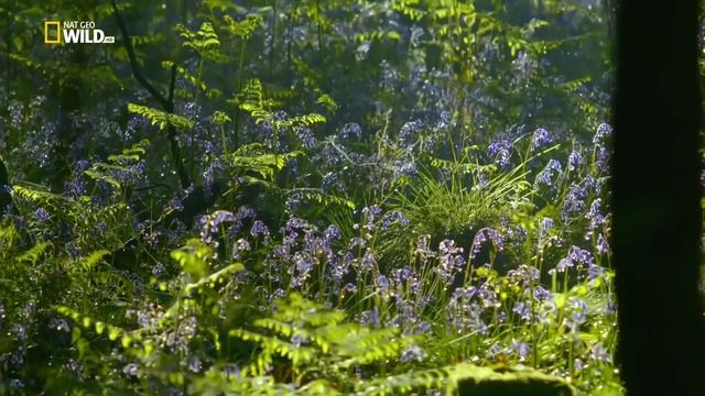 Nat Geo Wild - Дикая природа Великобритании / Wild Great Britain 01  Возвышенности