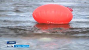 Тюменские моржи переплыли пролив Лаперуза