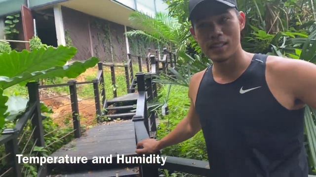 Giant Elephant Ears / Alocasia Macrorrhizo: Complete Care tips and Guide