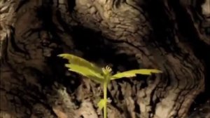 Рост дуба ускоренная съемка.