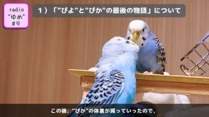 【radio”ゆめ” #9】"ぴか"の病気のこととか、性別についてとか いろいろ話しします。【セキセイインコ】【VOICEVOX：四国めたん】