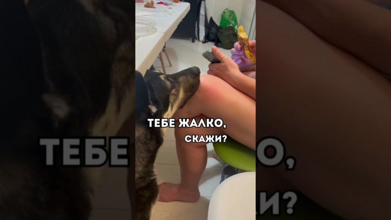 ТЕБЕ ЖАЛКО, СКАЖИ? #собакаулыбака