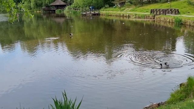Красивый пруд.Гуляю каждый день на работе. смотреть онлайн