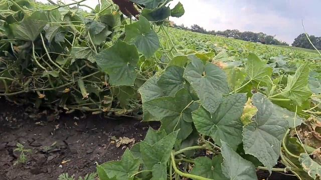 Применение спринталги и фульвумина на огурцах в открытом грунте смотреть онлайн