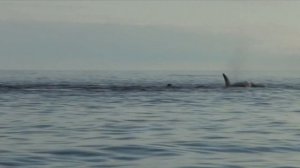 Стая касаток разрывает тюленя A pack of killer whales kills seals