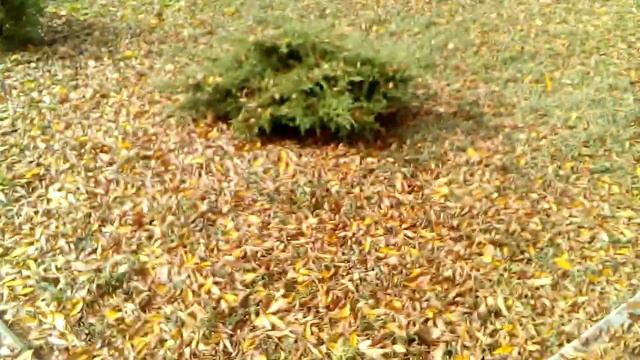 ругаюсь на жёлтые листья потому что, они должны быть зелёными! смотреть онлайн